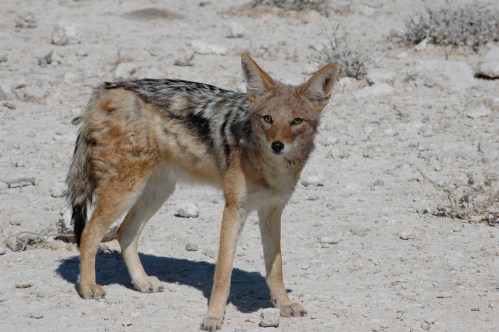 a guilty looking jackal, who probably ate some leftovers and plastic from camp