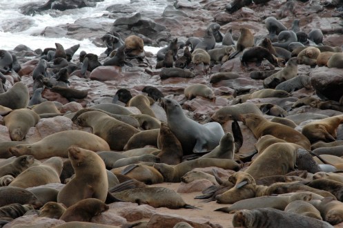 lots and lots of stinky seals