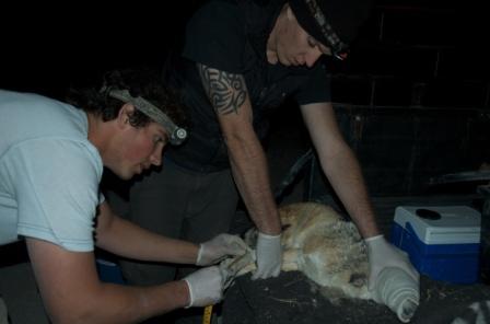 Steve and Jimmy man-handling a powerless jackal