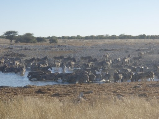 zebra drinking at Okaukuejo Waterhole