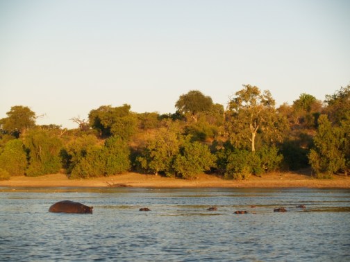 a bunch of hippos hiding underwater