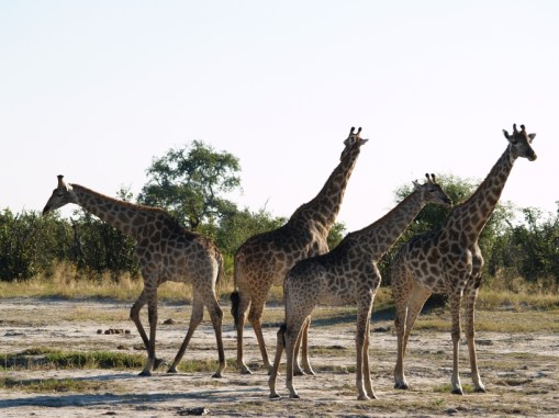 giraffes... all legs and neck