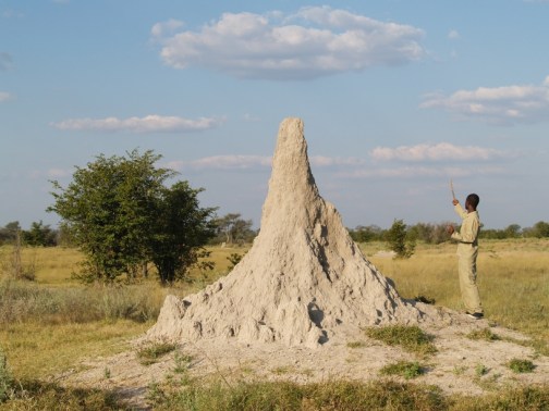 a huge termite mound and our guide