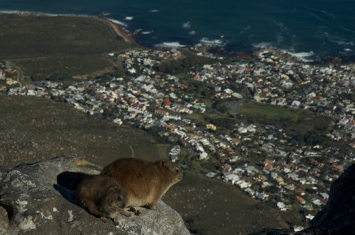 Hyrax enjoying the view of Camps Bay from table Mountain