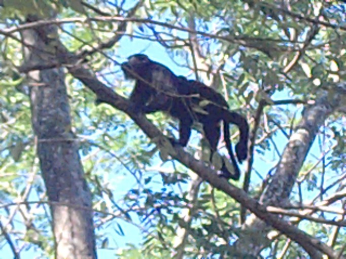 maxell Digital Camera