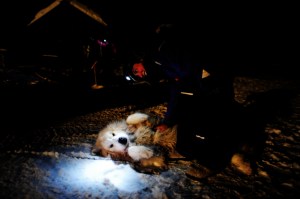 the guard dog of the husky compount