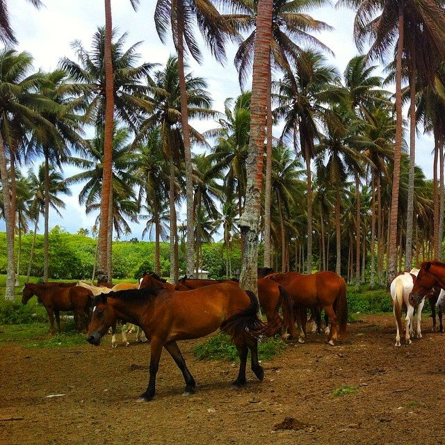 tropical horse paradise