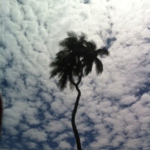 this is not the only 3-headed coconut tree in the world