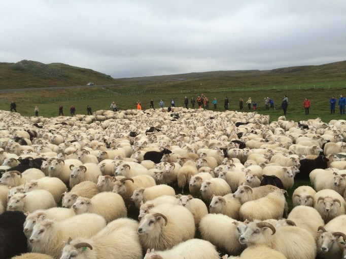 bringing the sheep into the coral for sorting