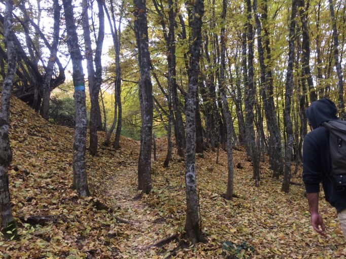 full-blown autumn trees in Skopje