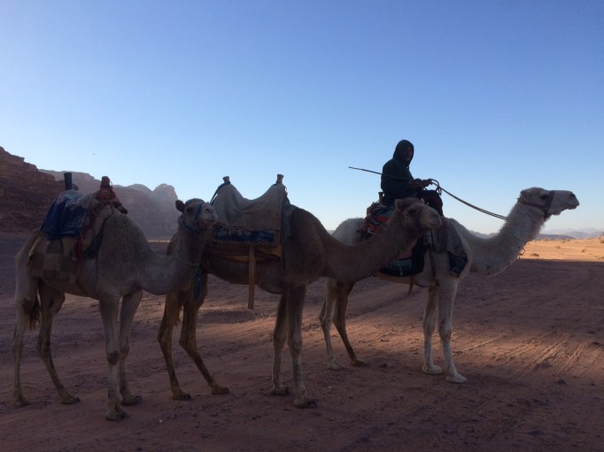 the main form of transport for Bedouins