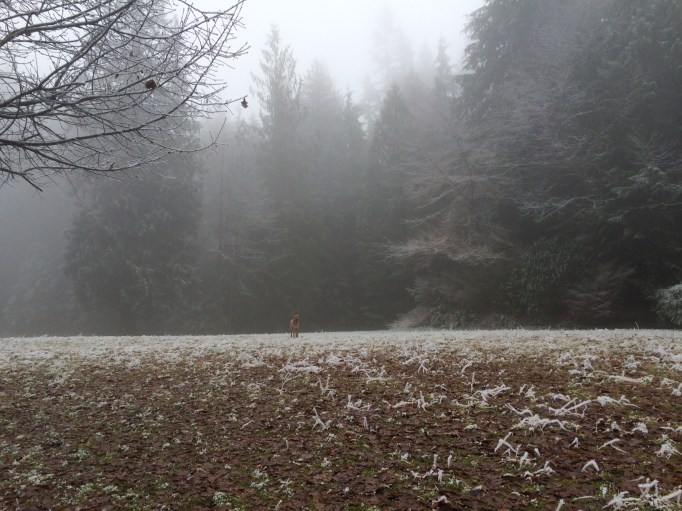 a friends dog at his cabin