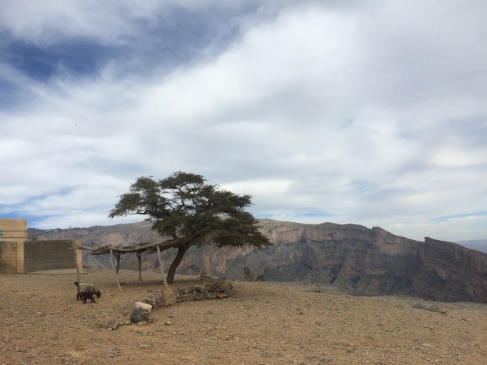 Electricity even reached the highest village in Oman, just a few families around Jabel Shams