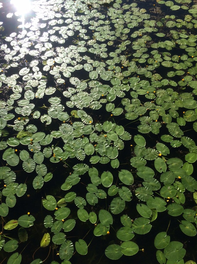 water lilies on the ponds