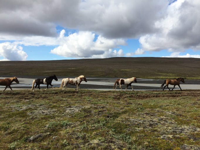 the lose herd is one of Iceland's signature horse tour characteristics 