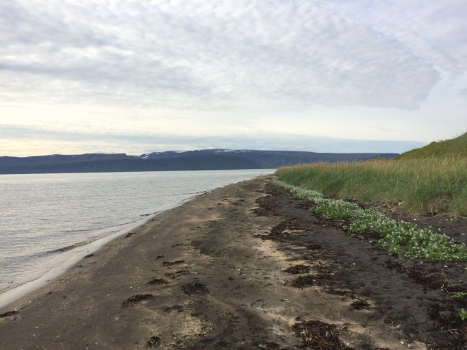 black sand beaches are a common sight in Hornstrandir
